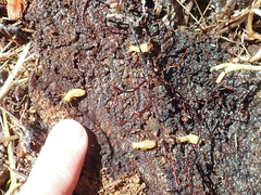 Zootermopsis nevadensis