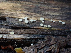 Crocicreas coronatum