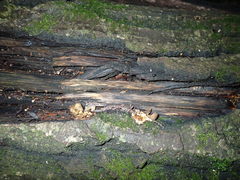 Crocicreas coronatum