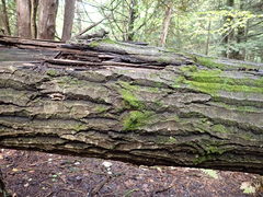 Crocicreas coronatum