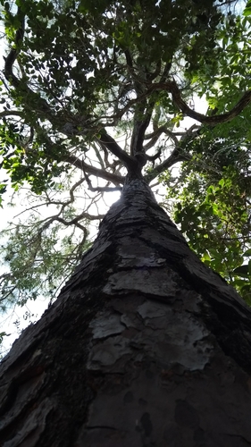 Pinus caribaea - Leaves