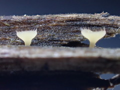 Crocicreas coronatum