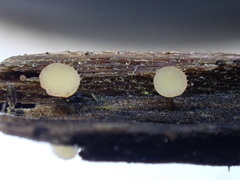 Crocicreas coronatum