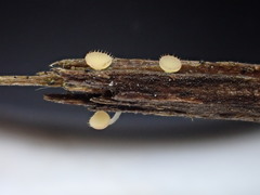 Crocicreas coronatum