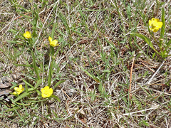 Ranunculus alismifolius