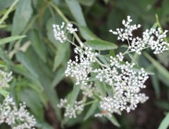 Eupatorium serotinum