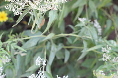 Eupatorium serotinum