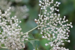 Eupatorium serotinum