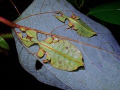 Pulchriphyllium bioculatum