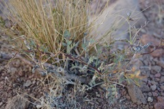 Psorothamnus arborescens minutifolius