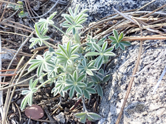Lupinus breweri