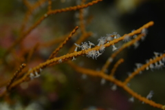 Subergorgia suberosa