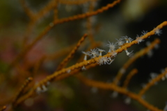 Subergorgia suberosa