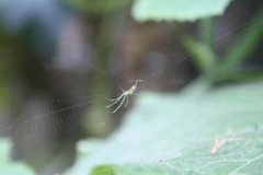 Leucauge decorata