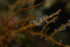 Subergorgia suberosa