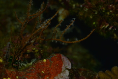 Subergorgia suberosa