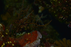 Subergorgia suberosa