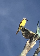 Pitangus sulphuratus