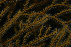 Subergorgia suberosa