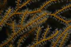 Subergorgia suberosa