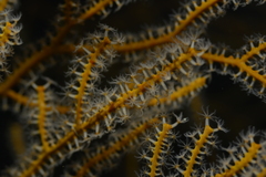 Subergorgia suberosa