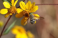 Esenbeckia tinkhami