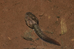 Leptobrachium promustache