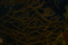 Subergorgia suberosa