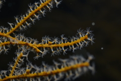 Subergorgia suberosa