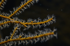 Subergorgia suberosa