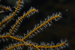 Subergorgia suberosa