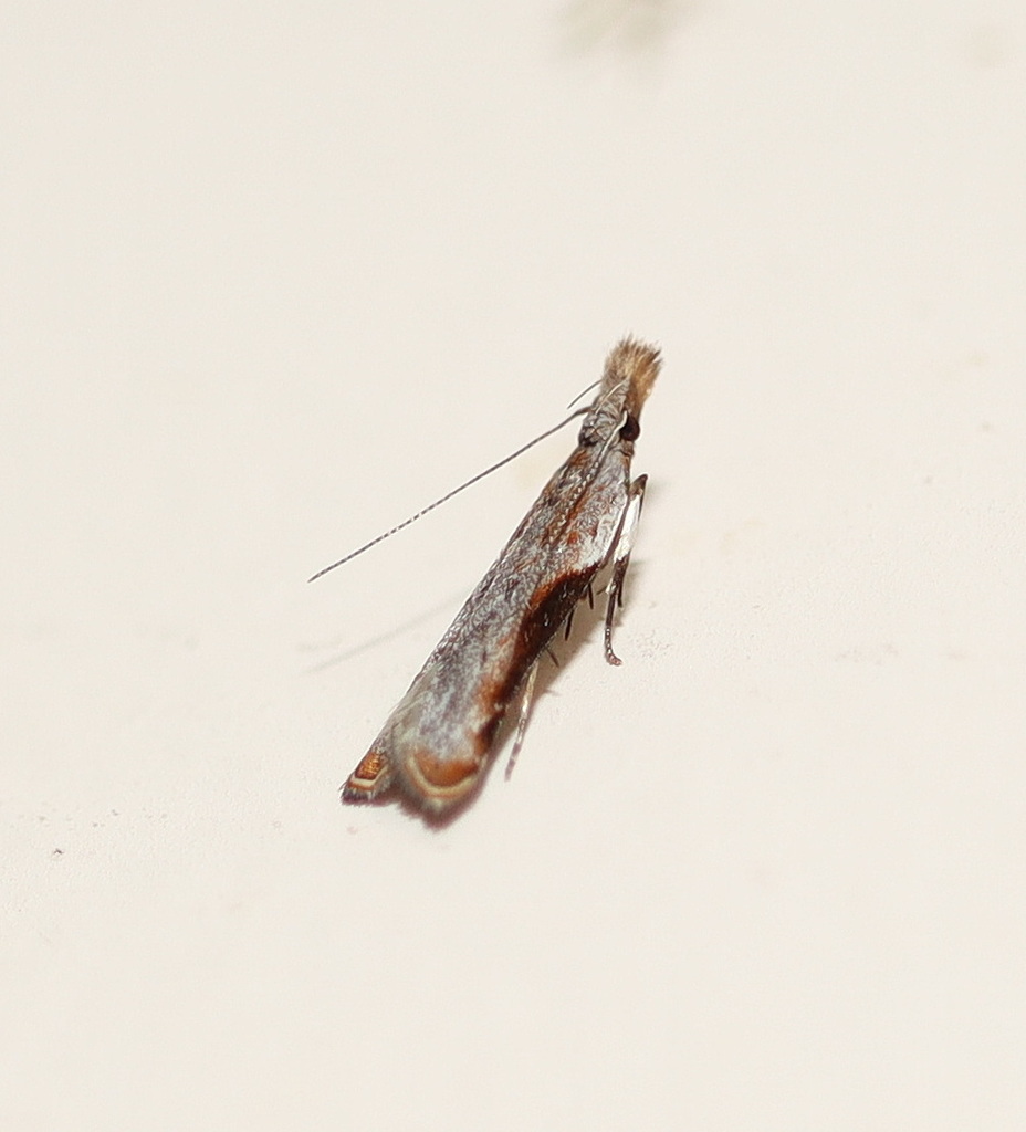 Dichomeris zygophorus