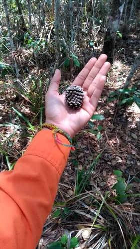 Pinus caribaea - Whole tree