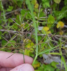 Cyperus sphacelatus