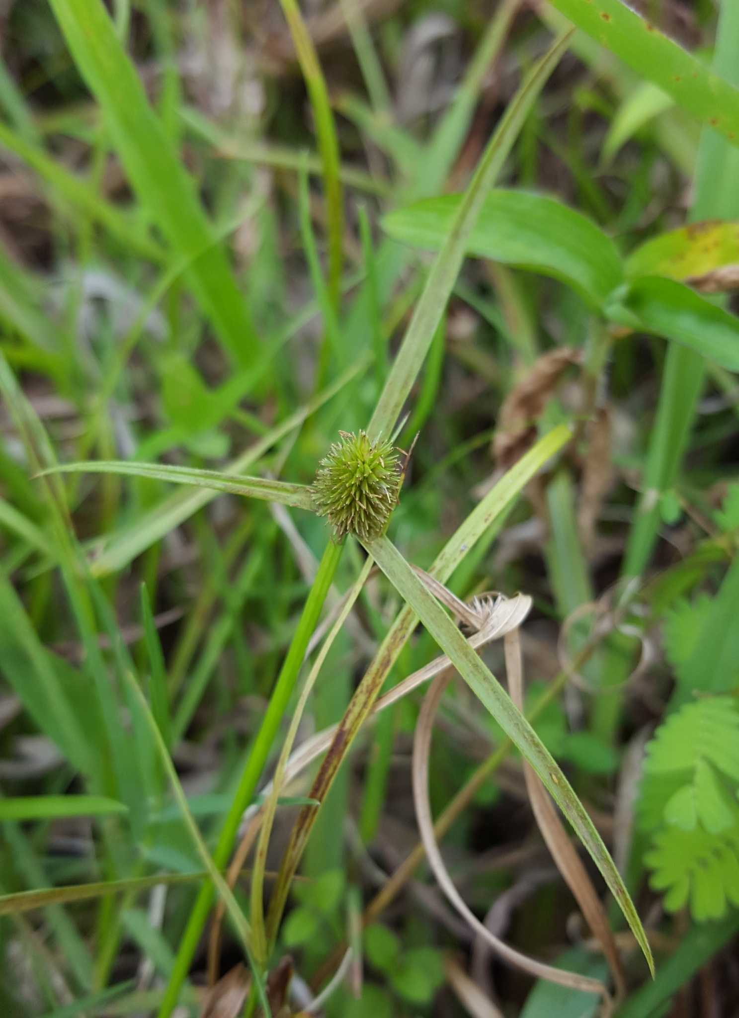 (c) François Rousseu, certains droits réservés (CC BY-NC) https://www.inaturalist.org/observations/97218470