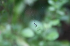 Leucauge decorata