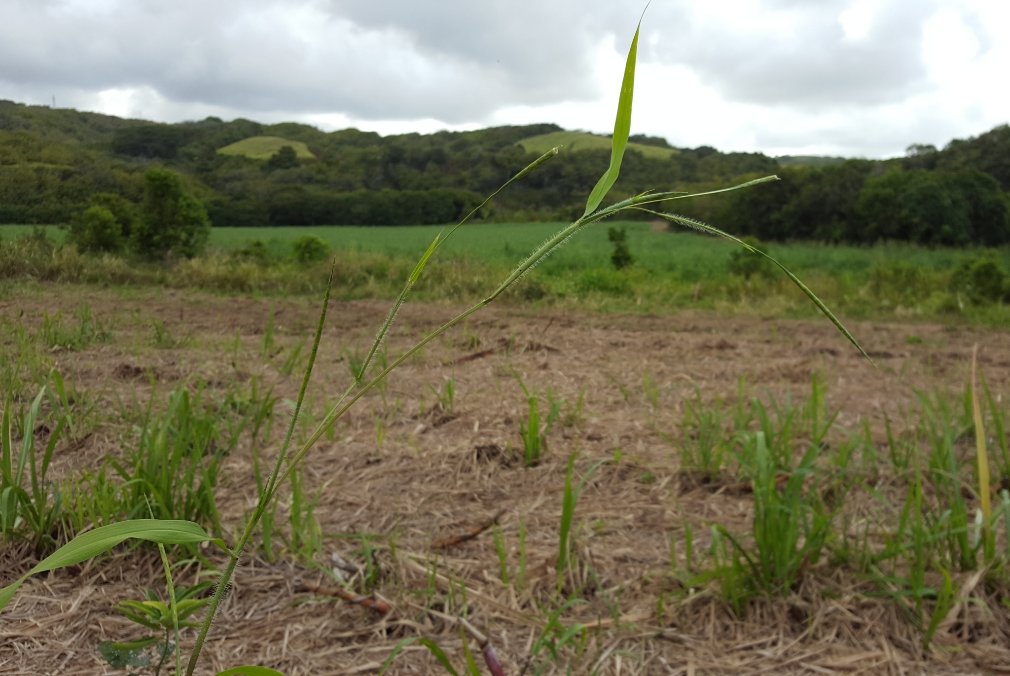 (c) François Rousseu, certains droits réservés (CC BY-NC) https://www.inaturalist.org/observations/97218553