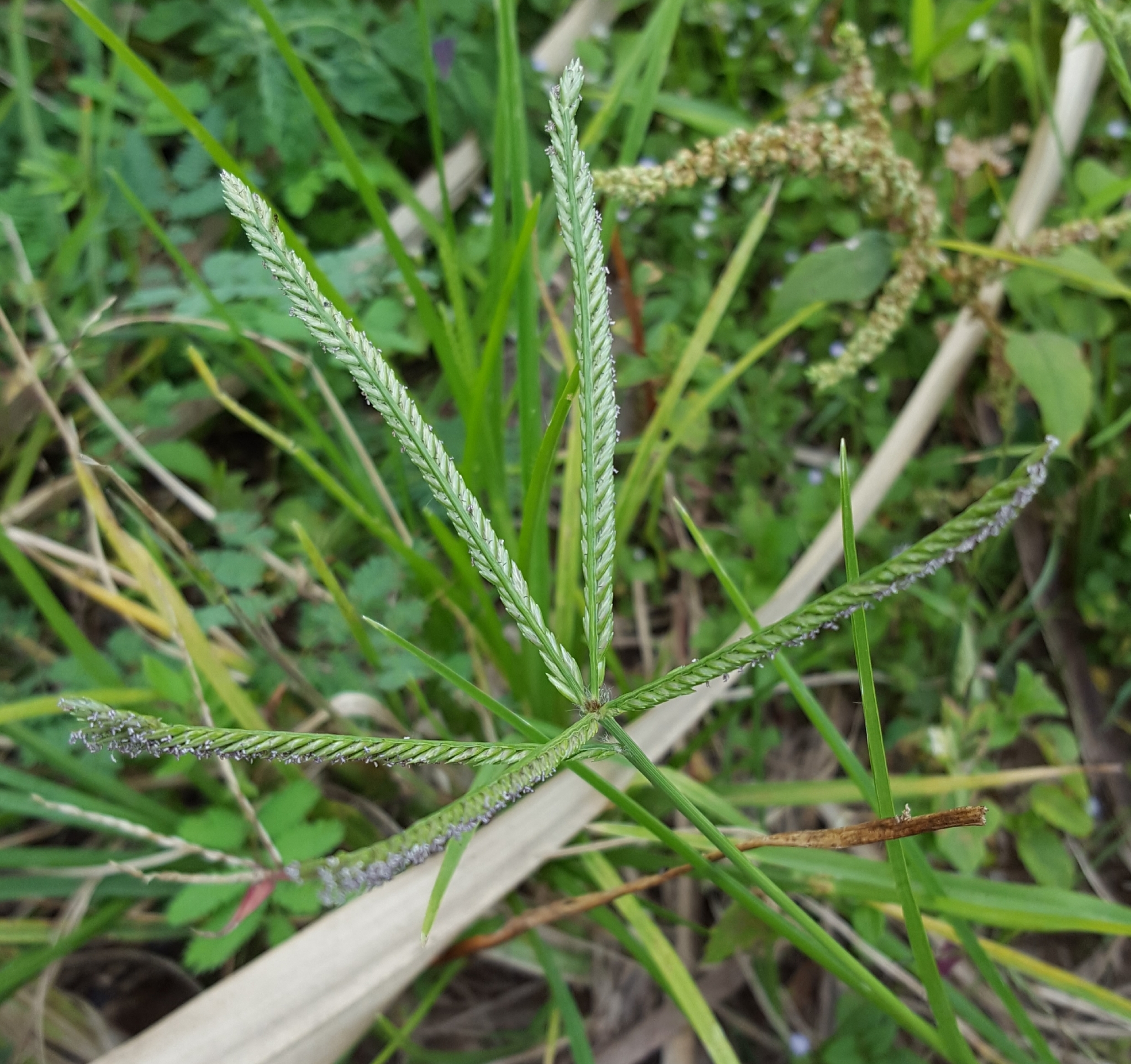 (c) François Rousseu, certains droits réservés (CC BY-NC) https://www.inaturalist.org/observations/97218572
