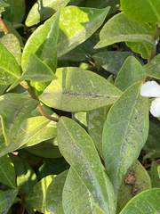 Trachelospermum jasminoides