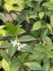 Trachelospermum jasminoides