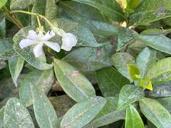 Trachelospermum jasminoides