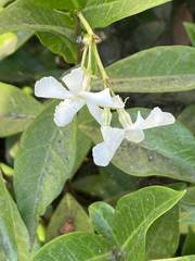 Trachelospermum jasminoides