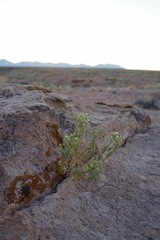Brickellia microphylla microphylla