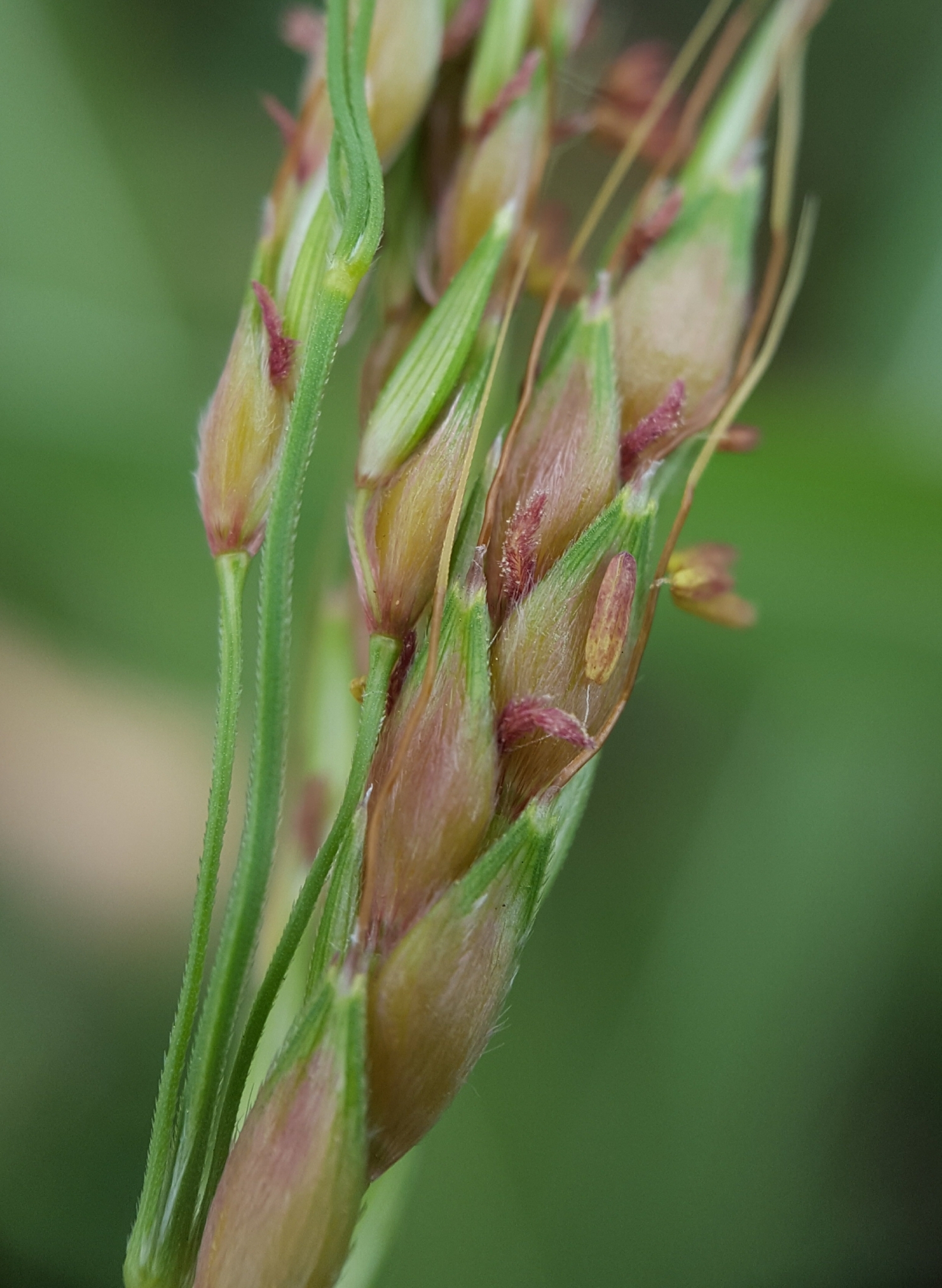 (c) François Rousseu, certains droits réservés (CC BY-NC) https://www.inaturalist.org/observations/97218669