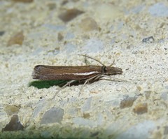 Thaumatopsis solutellus