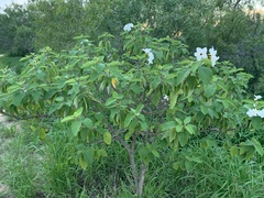 Cordia boissieri