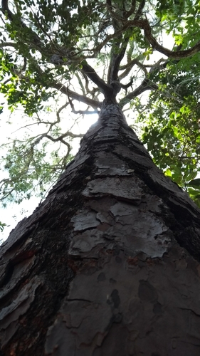 Pinus caribaea - Leaves