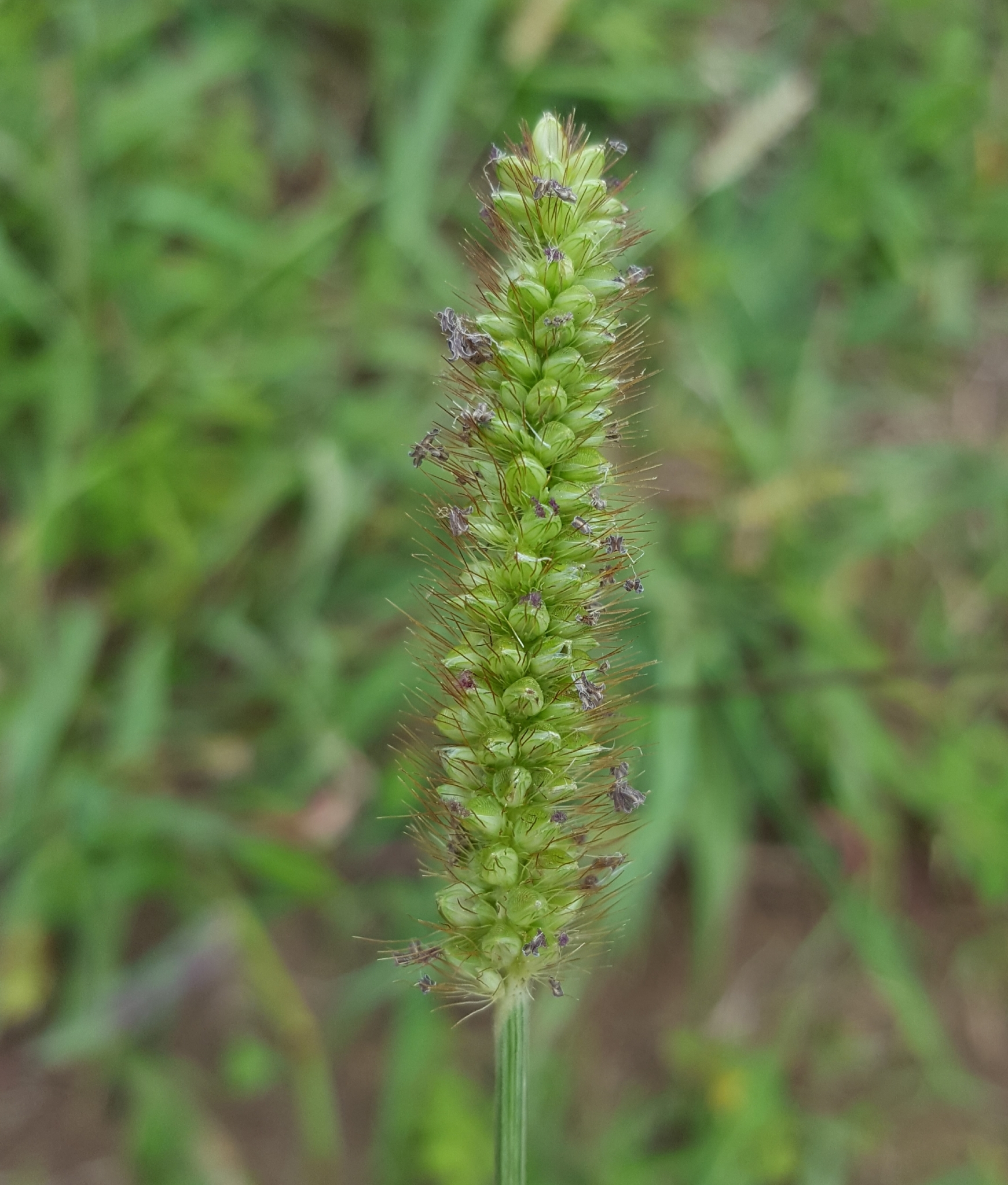 (c) François Rousseu, certains droits réservés (CC BY-NC) https://www.inaturalist.org/observations/97218720