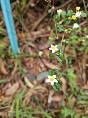 Asterolasia asteriscophora albiflora