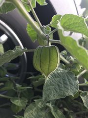 Physalis peruviana